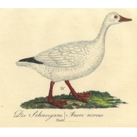 VÖGEL. - Gans. Bild 1