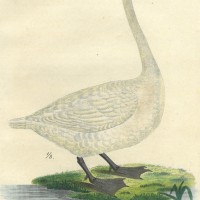 VÖGEL. - Schwan. Bild 1