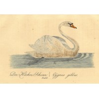 VÖGEL. - Schwan. Picture 1