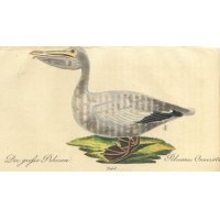 VÖGEL. - Pelikan. Bild 1