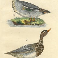 VÖGEL. - Ente. Picture 1