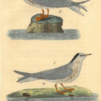 VÖGEL. - Seeschwalbe. Bild 1