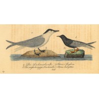 VÖGEL. - Seeschwalbe. Picture 1