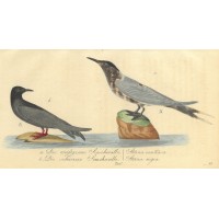 VÖGEL. - Seeschwalbe. Picture 1