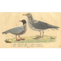 VÖGEL. - Möwe. Bild 1