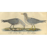 VÖGEL. - Möwe. Picture 1