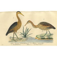 VÖGEL. - Rohrdommel. Picture 1