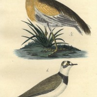 VÖGEL. - Rohrdommel. Bild 1
