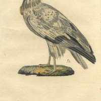 VÖGEL. - Geier. Picture 1