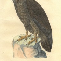 VÖGEL. - Geier. Bild 1
