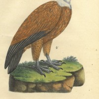 VÖGEL. - Geier. Bild 1