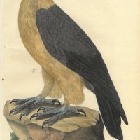 VÖGEL. - Geier. Bild 1