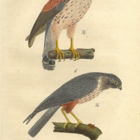 VÖGEL. - Falke. Picture 1
