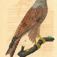 VÖGEL. - Habicht. Bild 1