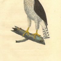 VÖGEL. - Habicht. Picture 1
