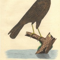 VÖGEL. - Habicht. Picture 1