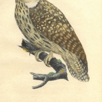 VÖGEL. - Eule. Picture 1