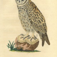 VÖGEL. - Eule. Picture 1