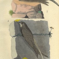 VÖGEL. - Segler. Picture 1