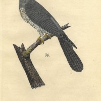 VÖGEL. - Kuckuck. Bild 1