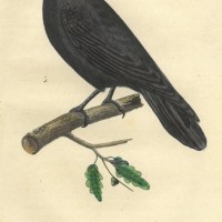 VÖGEL. - Rabe. Bild 1