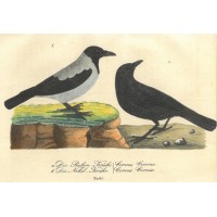 VÖGEL. - Rabe. Bild 1