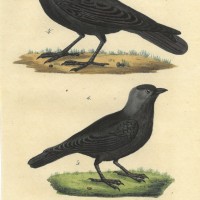 VÖGEL. - Rabe. Picture 1