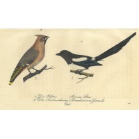 VÖGEL. - Rabe. Picture 1