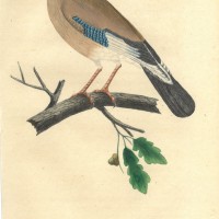 VÖGEL. - Rabe. Picture 1