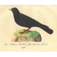 VÖGEL. - Rabe. Picture 1