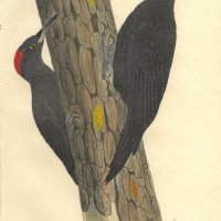 VÖGEL. - Specht. Picture 1