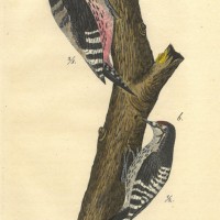 VÖGEL. - Specht. Bild 1