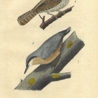 VÖGEL. - Kleiber. Bild 1