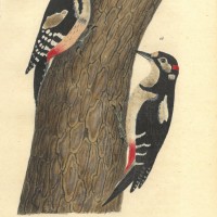 VÖGEL. - Specht. Picture 1