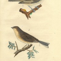 VÖGEL. - Meise. Bild 1