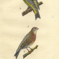 VÖGEL. - Fink. Picture 1