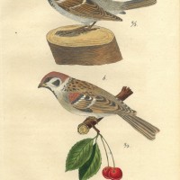 VÖGEL. - Sperling. Picture 1