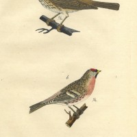 VÖGEL. - Sperling. Picture 1
