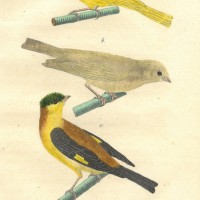 VÖGEL. - Kanarienvogel. Picture 1
