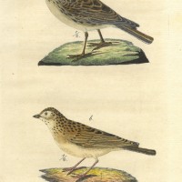 VÖGEL. - Lerche. Picture 1