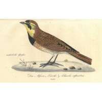 VÖGEL. - Lerche. Picture 1