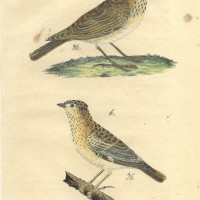 VÖGEL. - Lerche. Bild 1