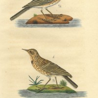 VÖGEL. - Pieper. Picture 1