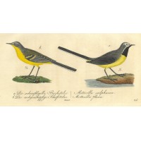 VÖGEL. - Pieper. Bild 1