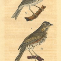 VÖGEL. - Drossel. Bild 1