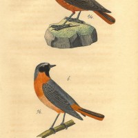 VÖGEL. - Fliegenschnäper. Bild 1