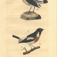 VÖGEL. - Fliegenschnäper. Bild 1
