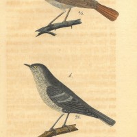 VÖGEL. - Grasmücken. Bild 1