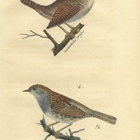 VÖGEL. - Zaunkönig. Bild 1