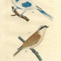 VÖGEL. - Meise. Picture 1